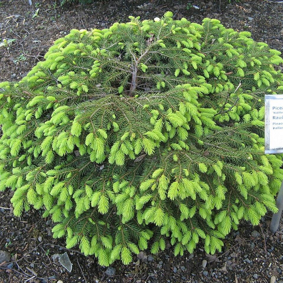 Picea abies 'Nidiformis' ~ Bird's Nest Spruce-ServeScape