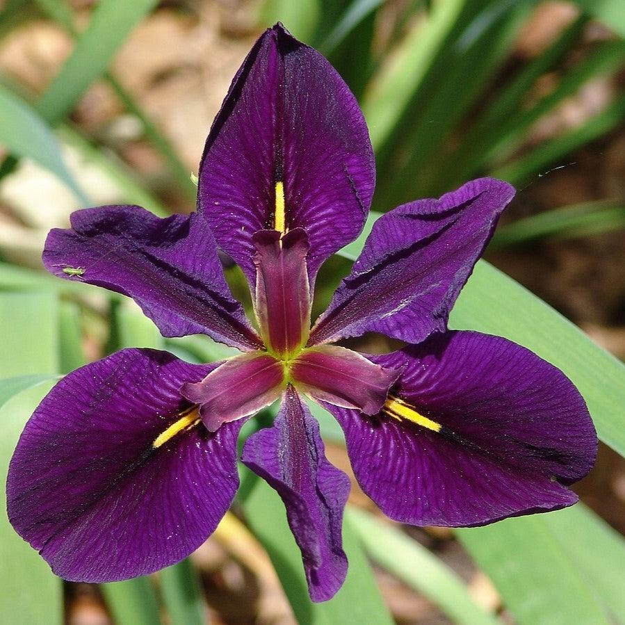 Iris 'Black Gamecock' ~ Black Gamecock Louisiana Iris-ServeScape