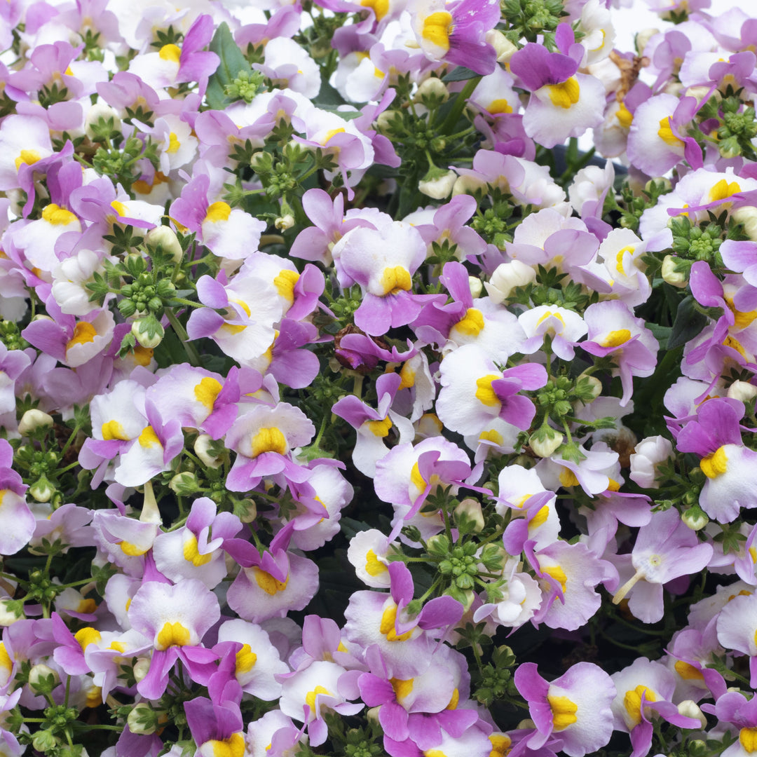 Nemesia 'Penw34' ~ Escential® Pinkberry Nemesia-ServeScape