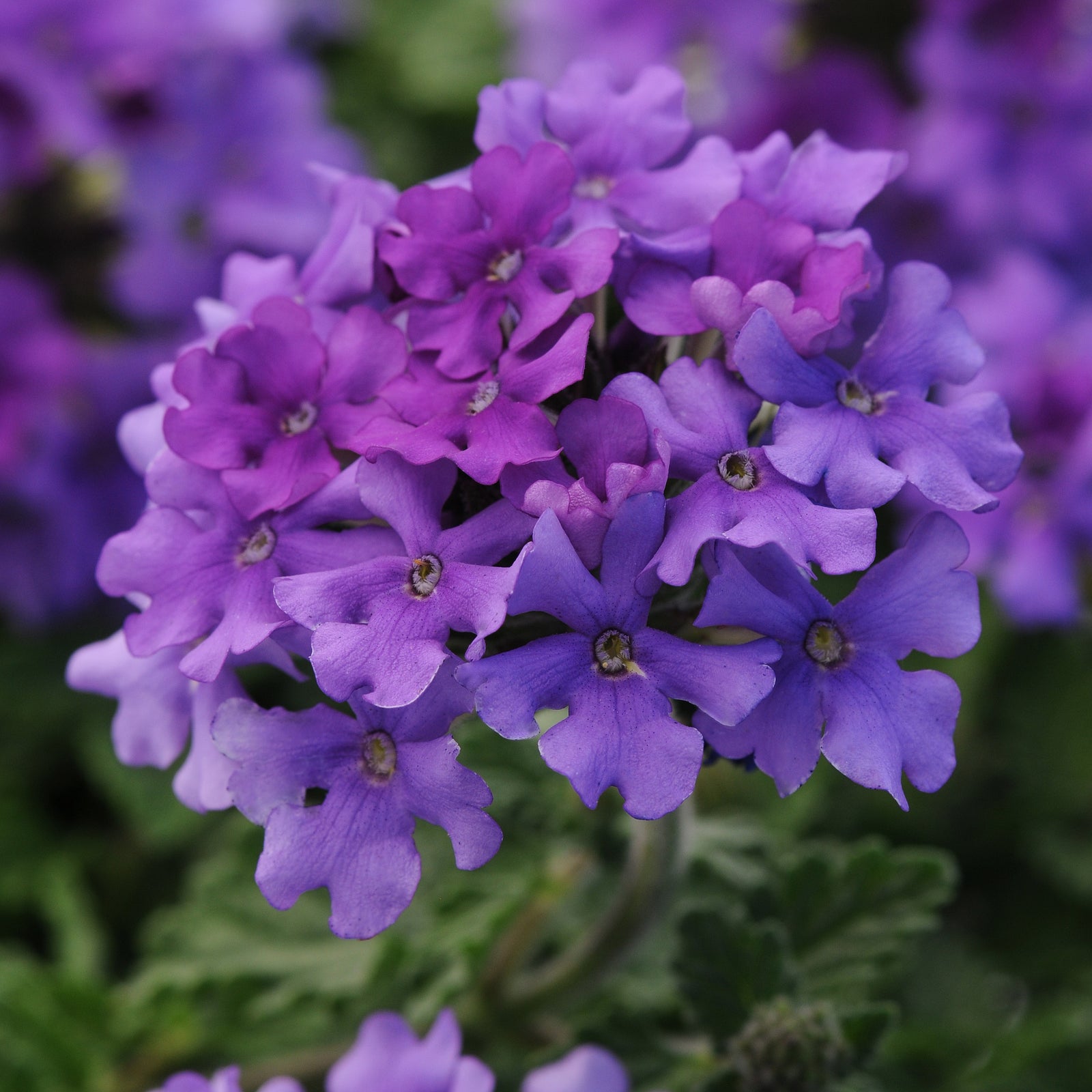 Verbena peruviana 'Balendluim' ~ EnduraScape™ Blue Improved Verbena-ServeScape