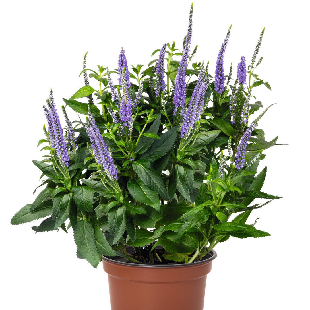 Veronica longifolia 'Candela Blue' ~ Candela Blue Veronica-ServeScape