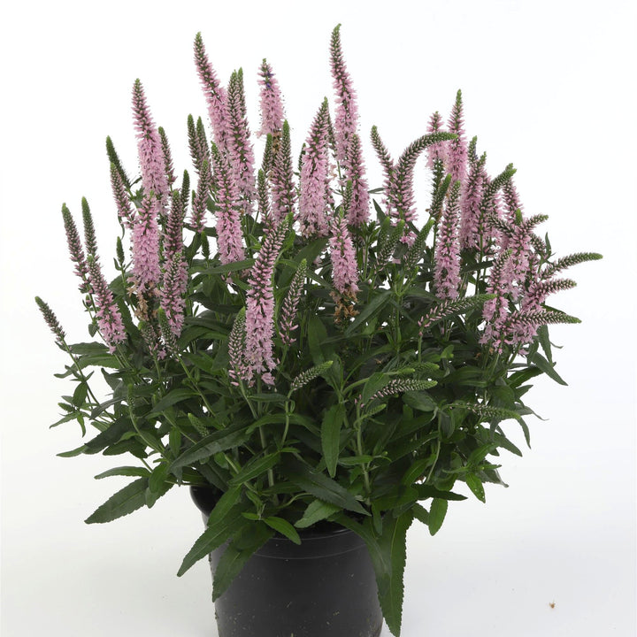 Veronica longifolia 'Candela Pink' ~ Candela Pink Veronica-ServeScape