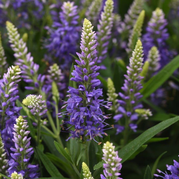 Veronica 'Balverbablu' ~ Baby Blues Speedwell-ServeScape