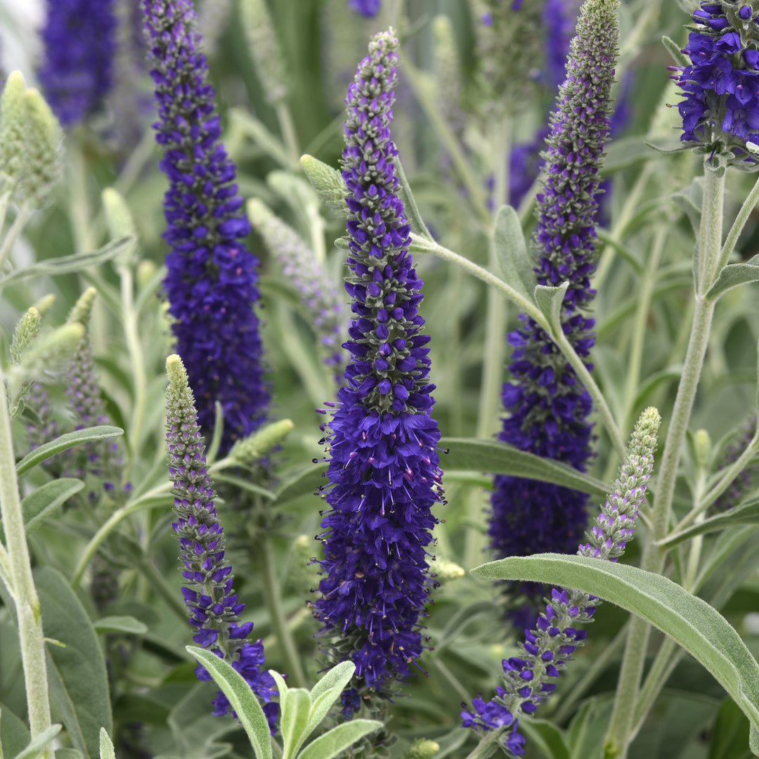 Veronica 'Balvermislu' ~ Misty Blues Speedwell-ServeScape