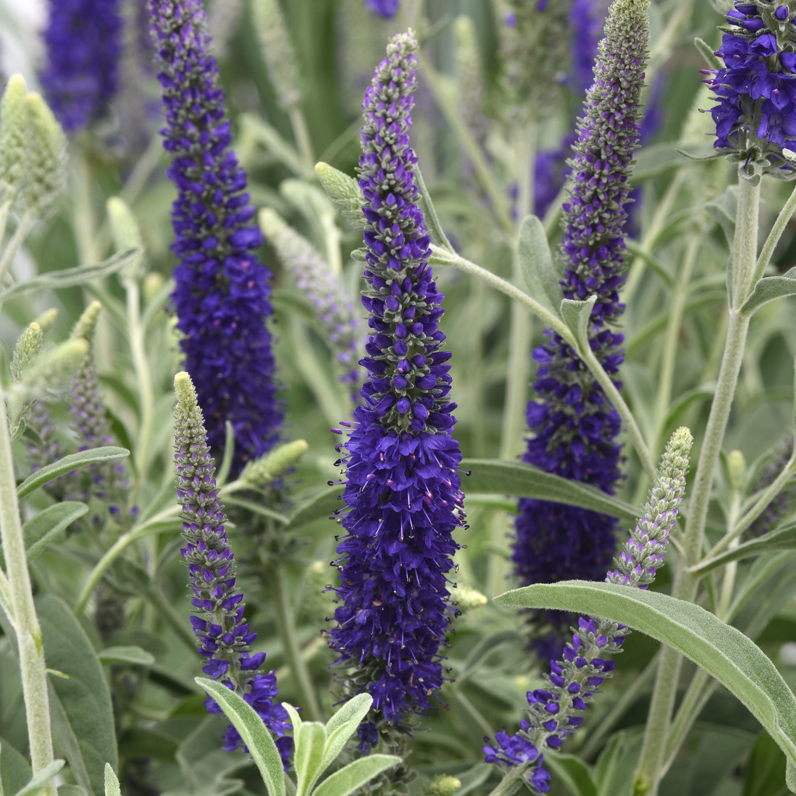 Veronica 'Balvermislu' ~ Misty Blues Speedwell-ServeScape