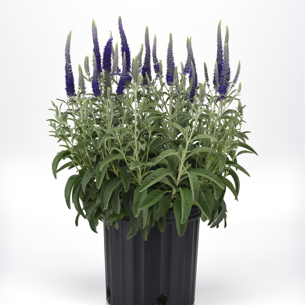 Veronica 'Balvermislu' ~ Misty Blues Speedwell-ServeScape