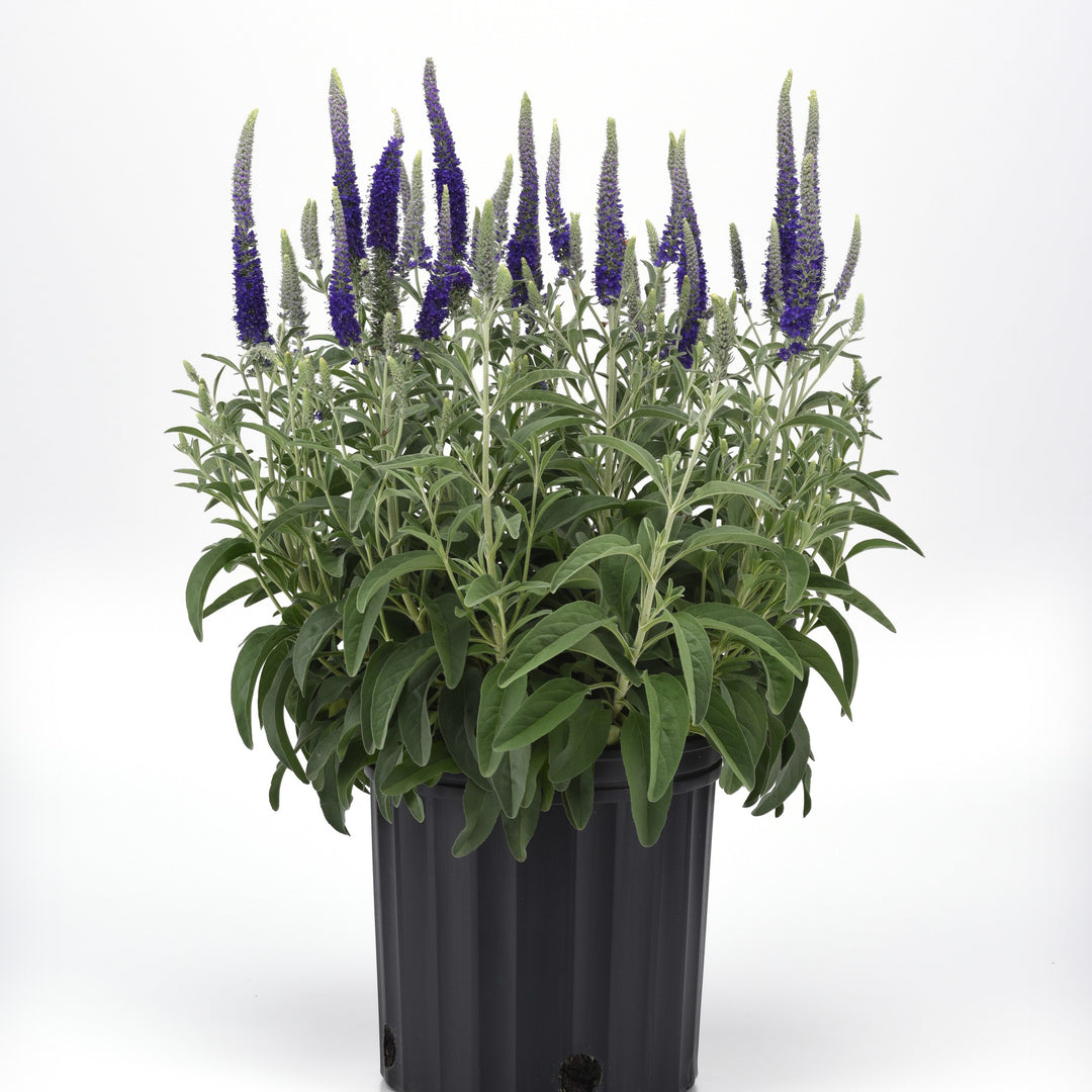 Veronica 'Balvermislu' ~ Misty Blues Speedwell-ServeScape