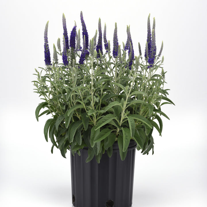 Veronica 'Balvermislu' ~ Misty Blues Speedwell-ServeScape