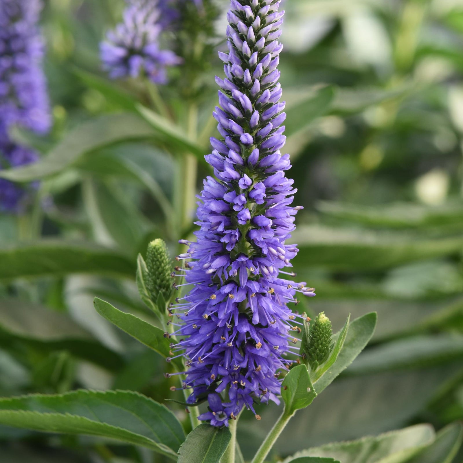 Veronica longifolia 'Balskywlue' ~ Skyward™ Blue Veronica-ServeScape