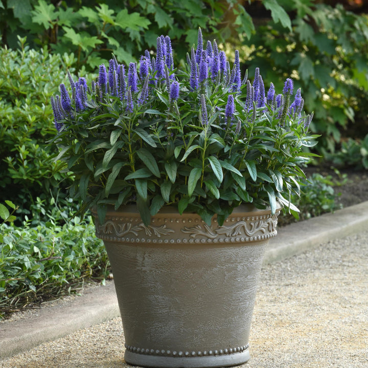 Veronica longifolia 'Balskywlue' ~ Skyward™ Blue Veronica-ServeScape