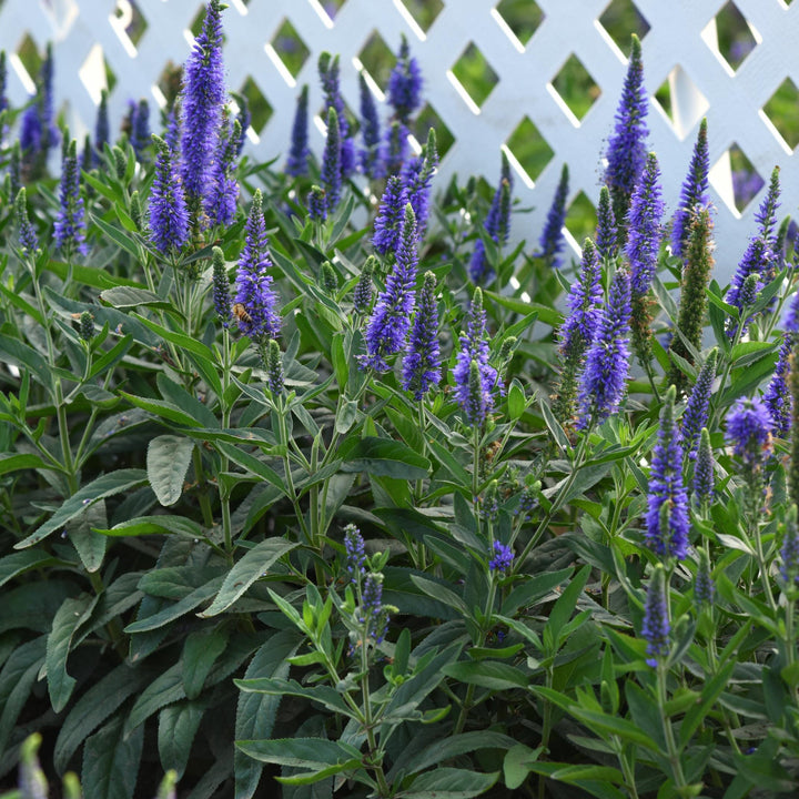 Veronica longifolia 'Balskywlue' ~ Skyward™ Blue Veronica-ServeScape