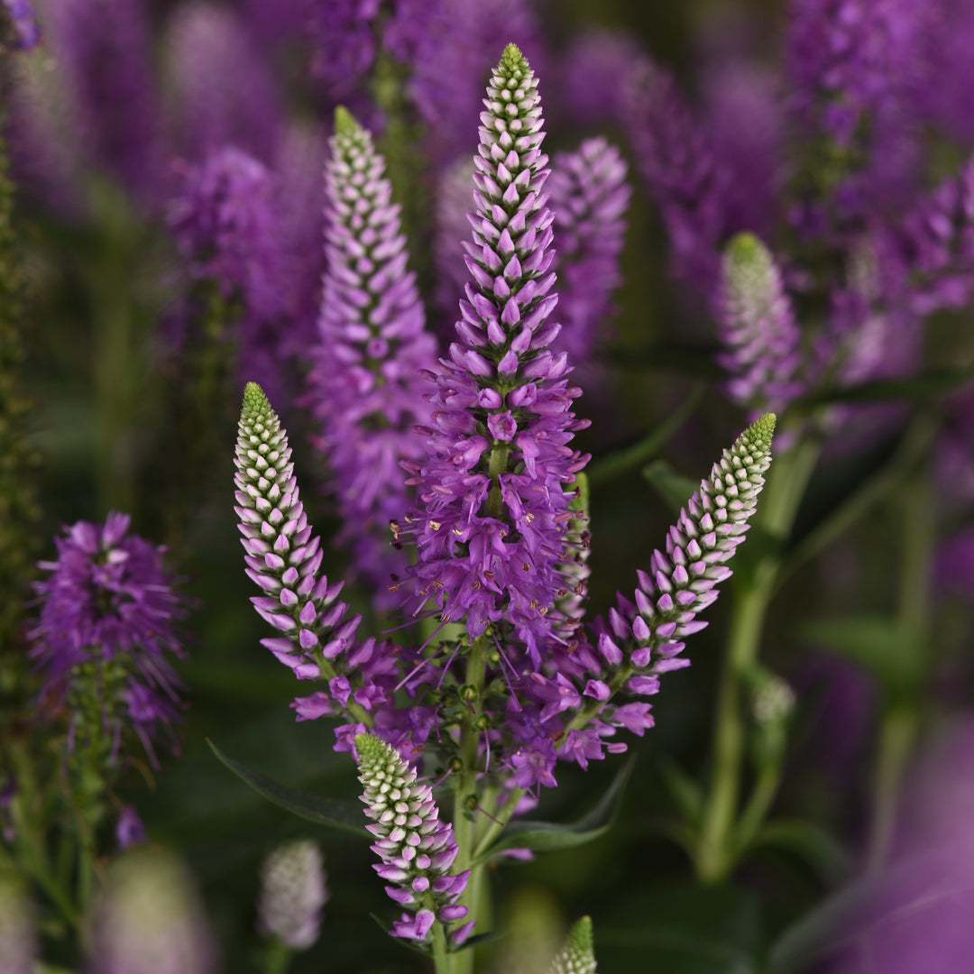 Veronica longifolia 'Balskywac' ~ Skyward™ Lilac Veronica-ServeScape
