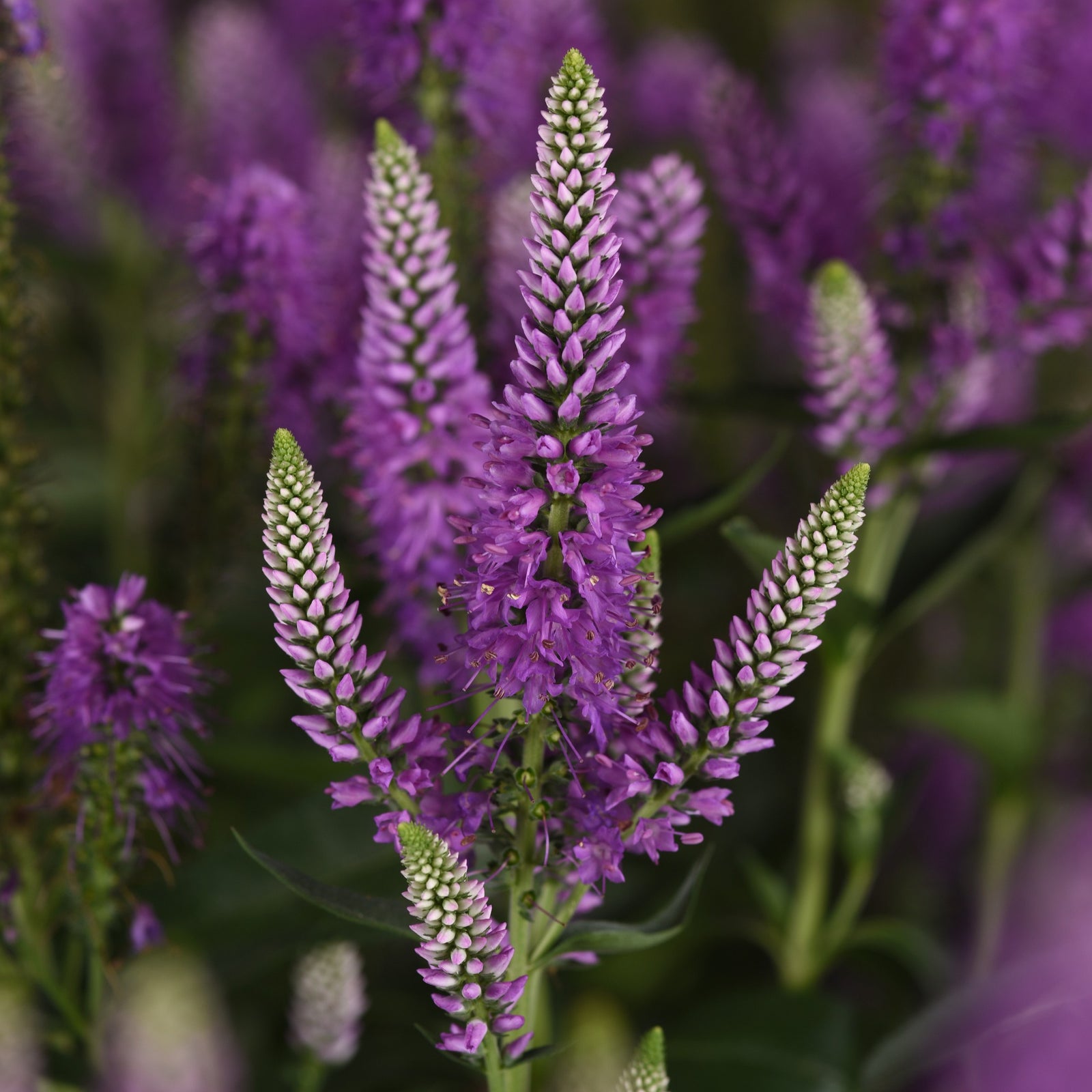 Veronica longifolia 'Balskywac' ~ Skyward™ Lilac Veronica-ServeScape