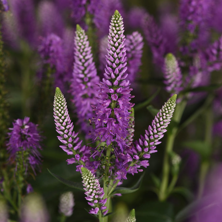 Veronica longifolia 'Balskywac' ~ Skyward™ Lilac Veronica-ServeScape
