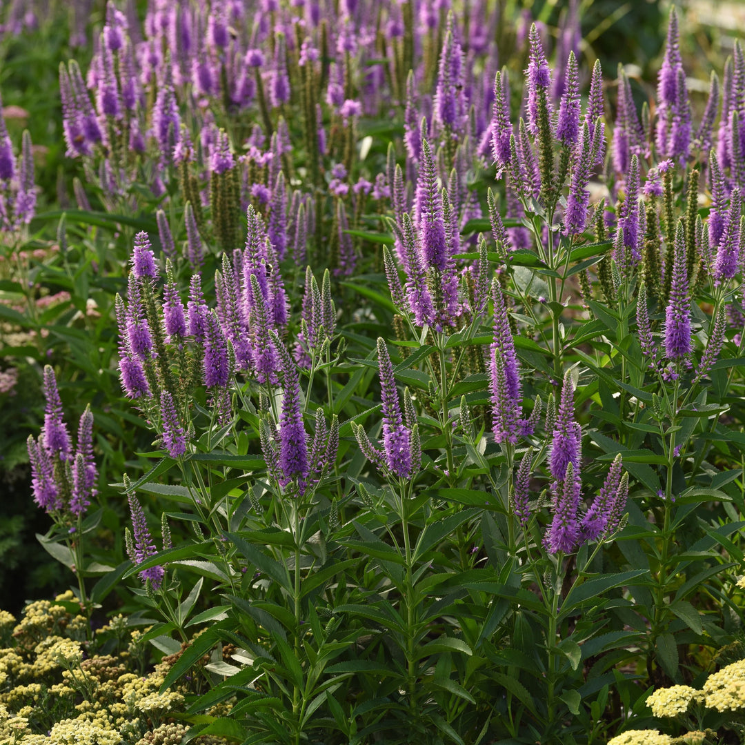 Veronica longifolia 'Balskywac' ~ Skyward™ Lilac Veronica-ServeScape
