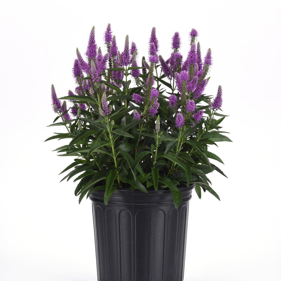 Veronica longifolia 'Balskywac' ~ Skyward™ Lilac Veronica-ServeScape