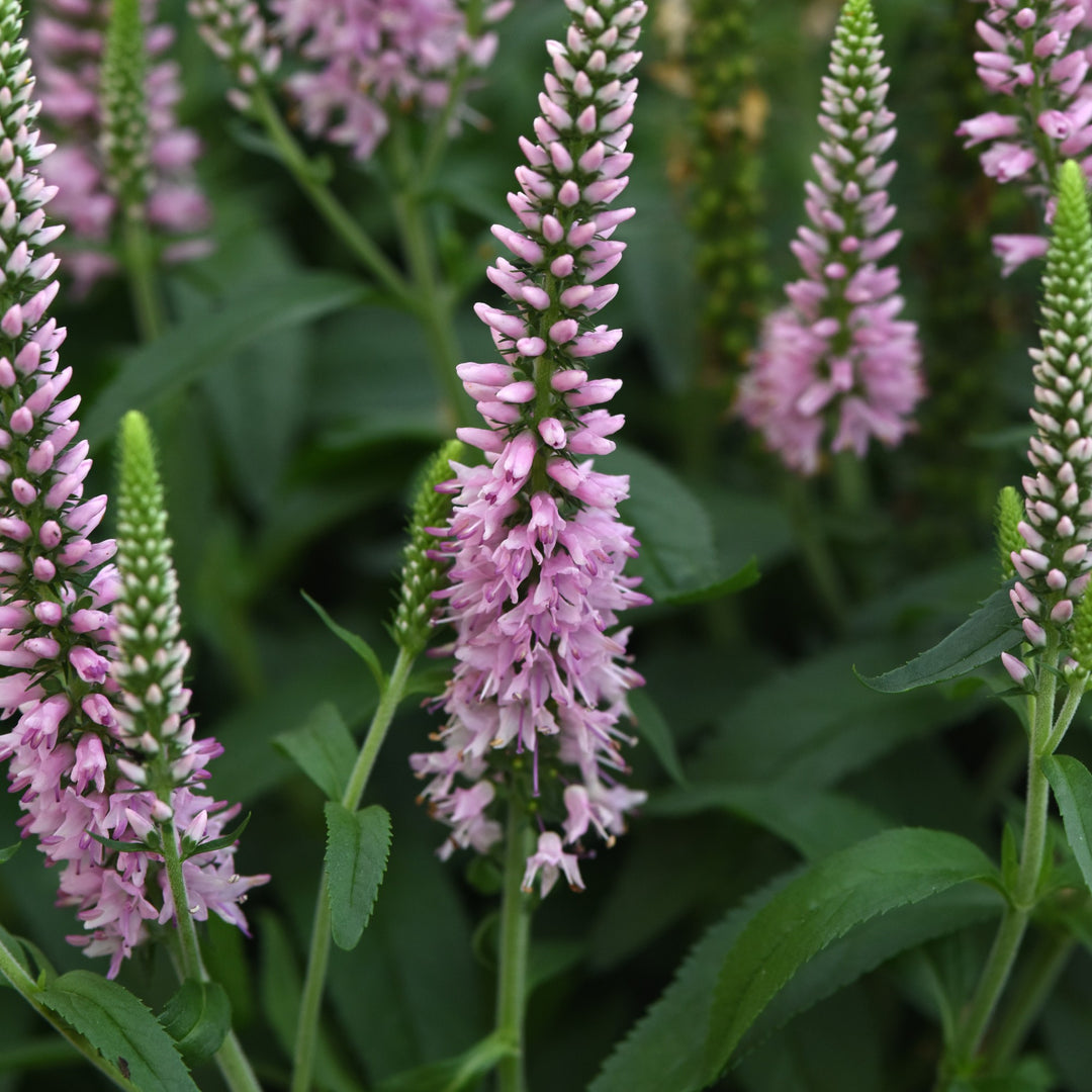 Veronica longifolia 'Balskywlipi' ~ Skyward™ Light Pink Veronica-ServeScape