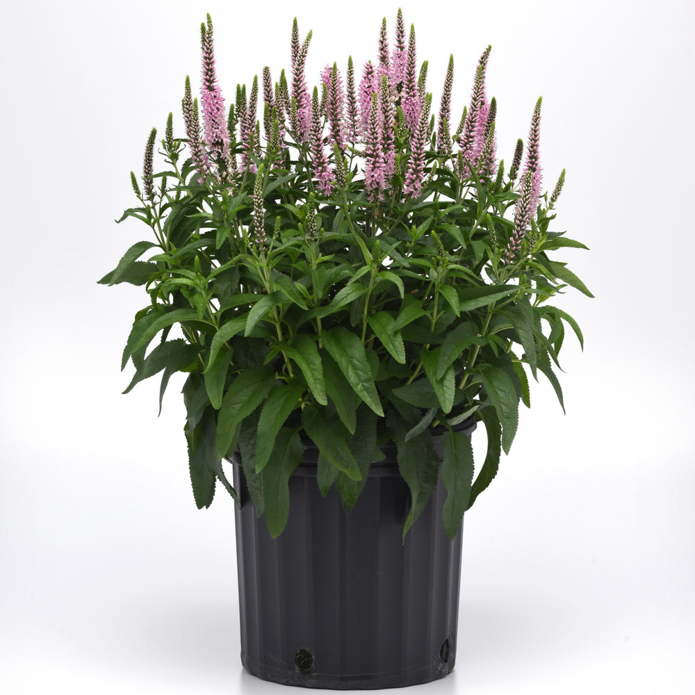 Veronica longifolia 'Balskywlipi' ~ Skyward™ Light Pink Veronica-ServeScape