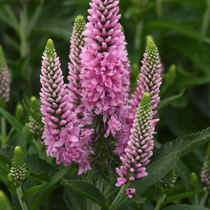 Veronica longifolia 'Balskywink' ~ Skyward™ Pink Veronica-ServeScape