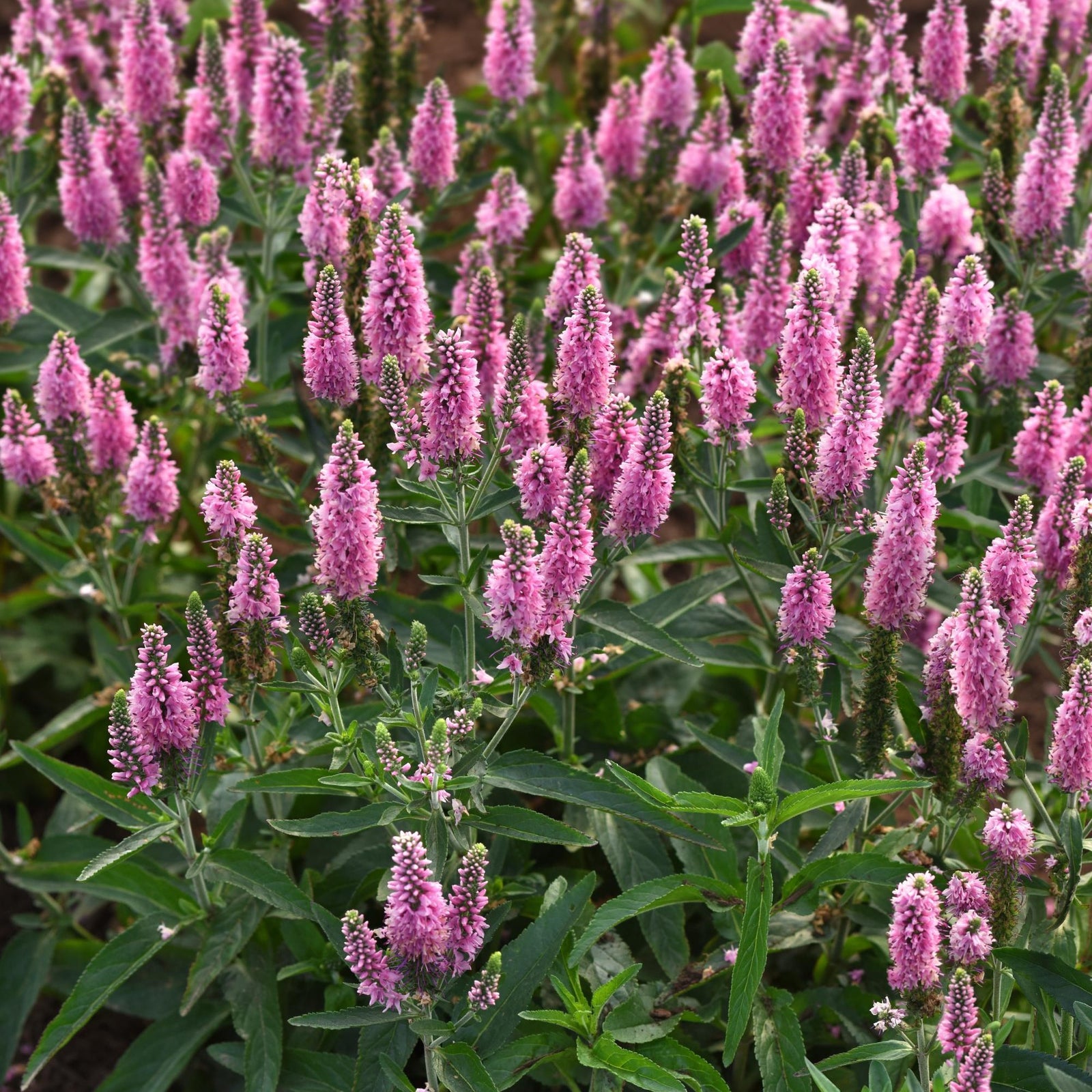 Veronica longifolia 'Balskywink' ~ Skyward™ Pink Veronica-ServeScape