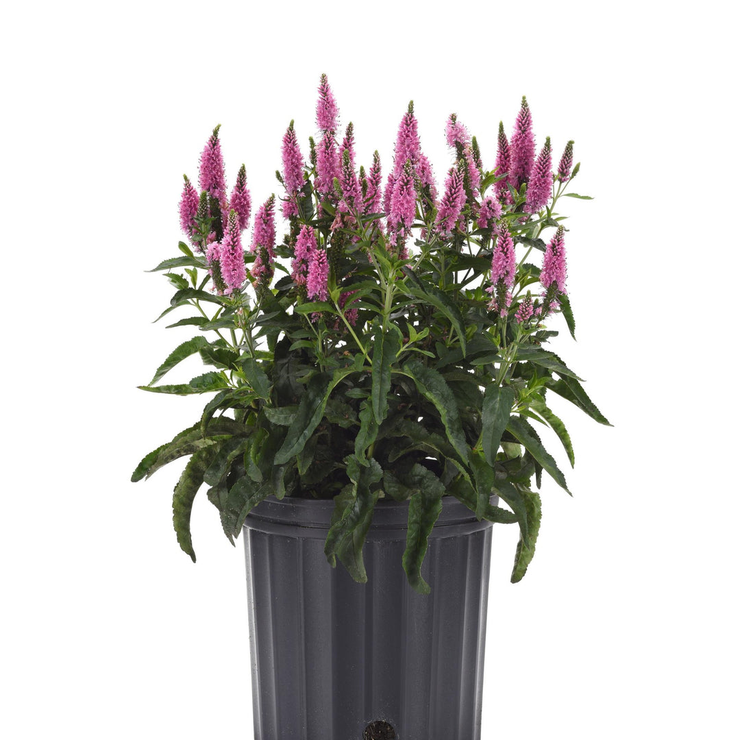 Veronica longifolia 'Balskywink' ~ Skyward™ Pink Veronica-ServeScape