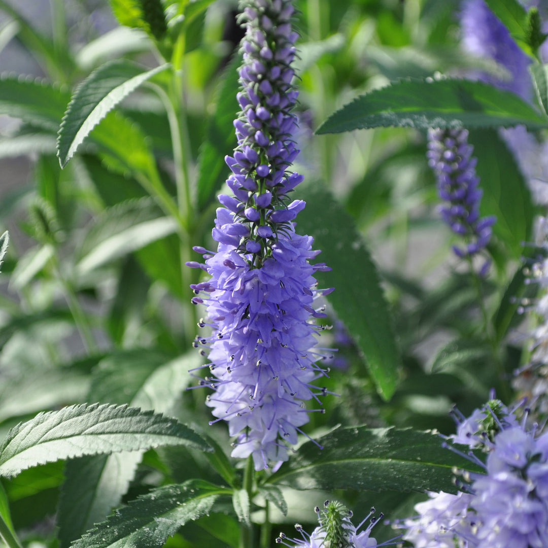 Veronica longifolia 'Vernique Shining Seas' ~ Vernique® Shining Seas Veronica-ServeScape