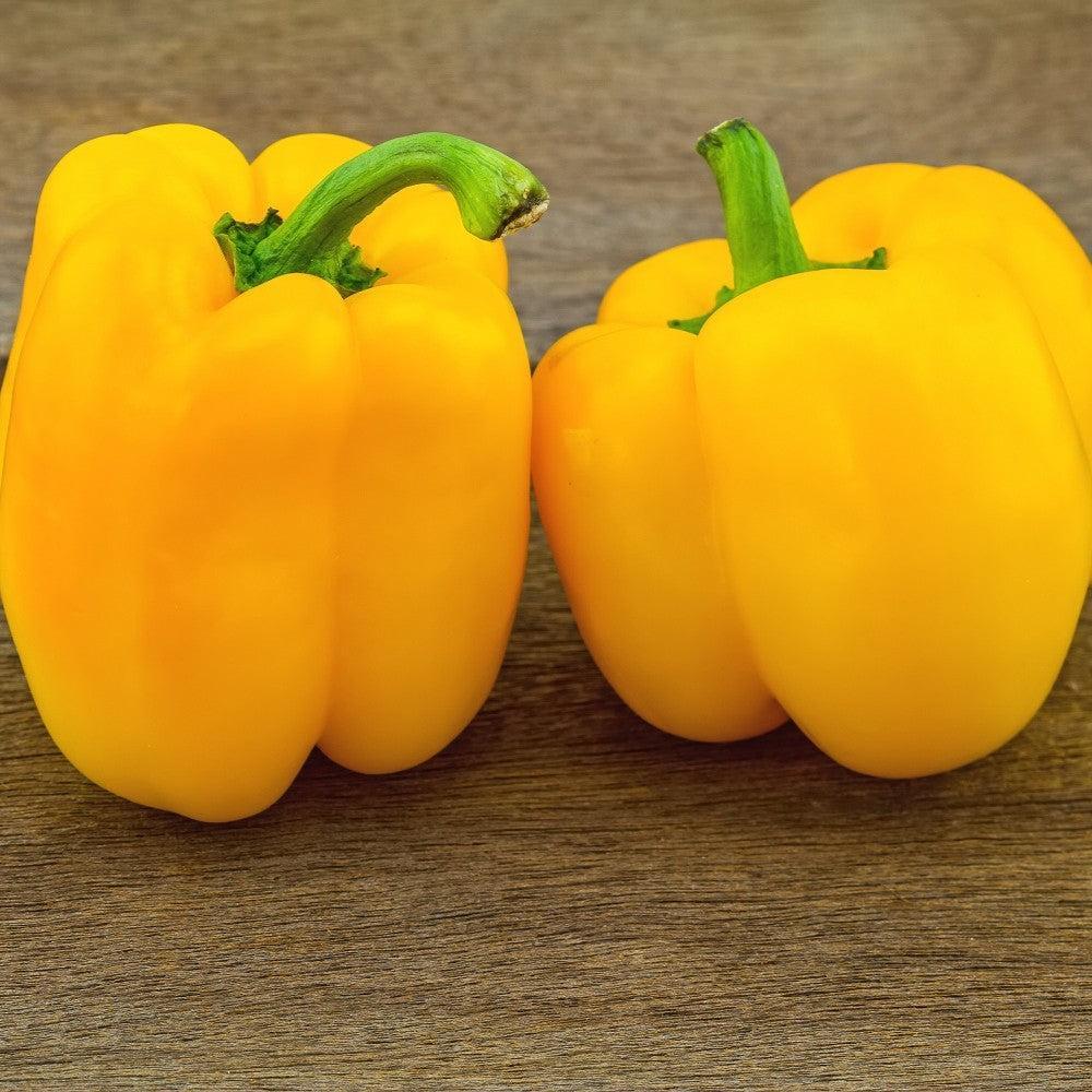 Capsicum annuum 'California Golden Wonder' ~ California Golden Wonder Bell Pepper-ServeScape