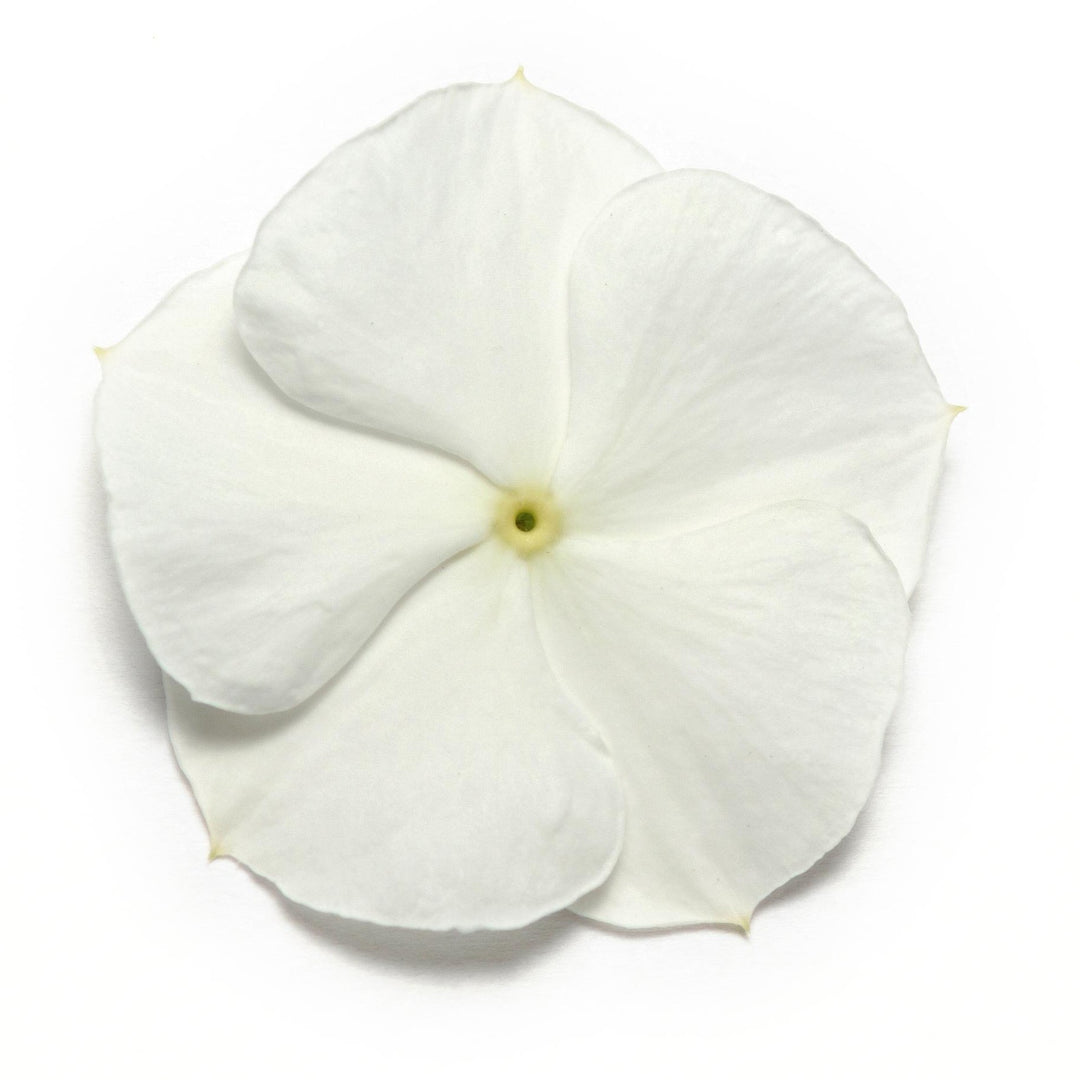 Catharanthus roseus 'Pacifica White' ~ Pacifica White Vinca-ServeScape