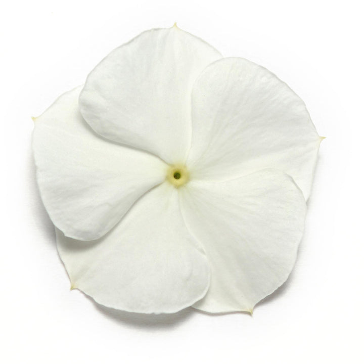 Catharanthus roseus 'Pacifica White' ~ Pacifica White Vinca-ServeScape