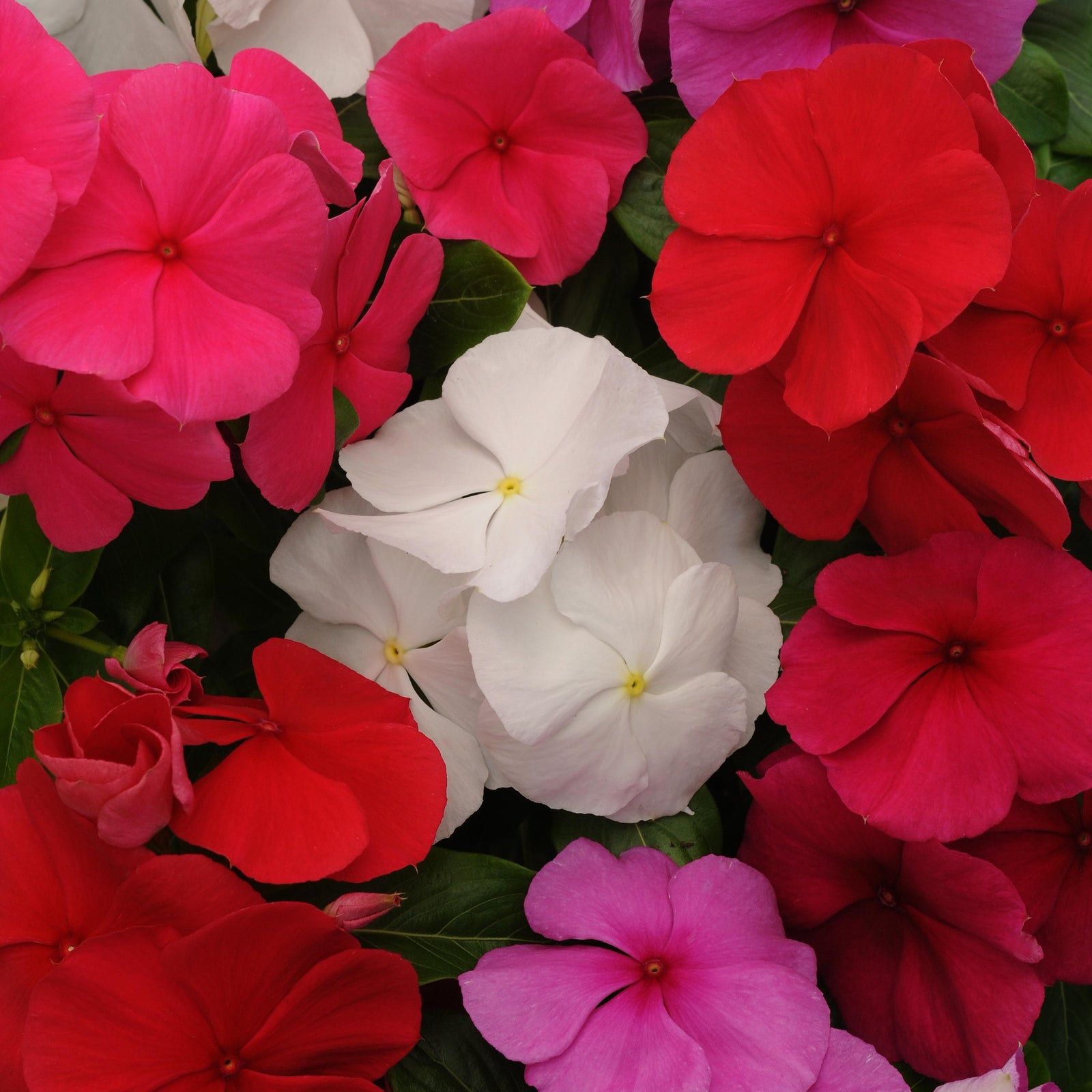 Catharanthus roseus 'Titan Clear Mix' ~ Titan™ Clear Mix Vinca-ServeScape