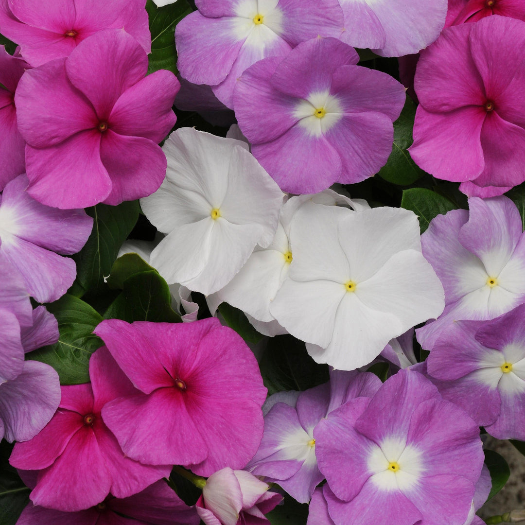 Catharanthus roseus 'Titan Summer Breeze Mix' ~ Titan™ Summer Breeze Mix Vinca-ServeScape