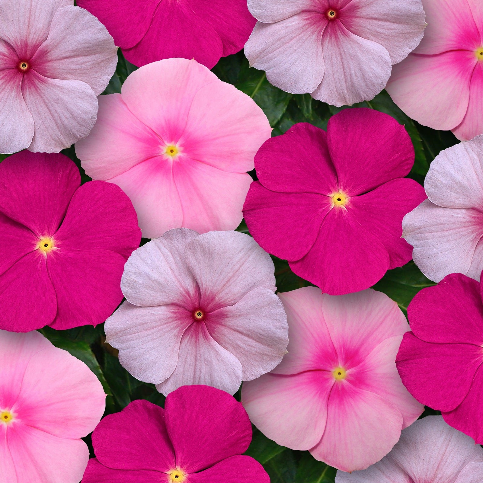 Catharanthus roseus 'Titan Bubblegum Mix' ~ Titan™ Bubblegum Mix Vinca-ServeScape