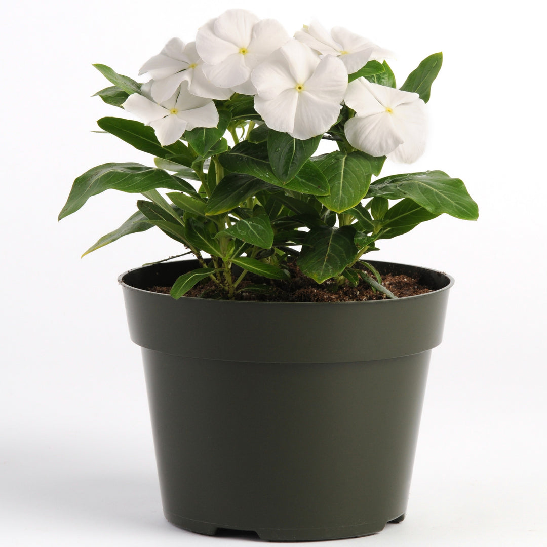 Catharanthus roseus 'Pacifica White' ~ Pacifica White Vinca-ServeScape