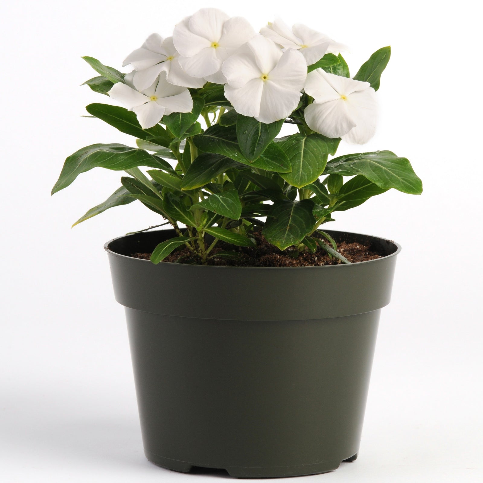 Catharanthus roseus 'Pacifica White' ~ Pacifica White Vinca-ServeScape