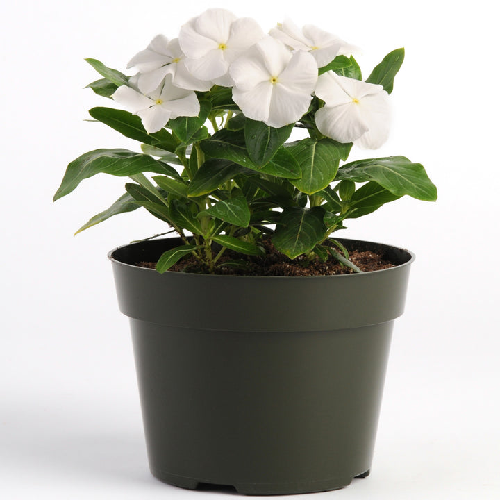 Catharanthus roseus 'Pacifica White' ~ Pacifica White Vinca-ServeScape