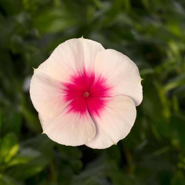 Catharanthus roseus 'Cora Cascade Apricot' ~ Cora® Cascade Apricot Vinca-ServeScape