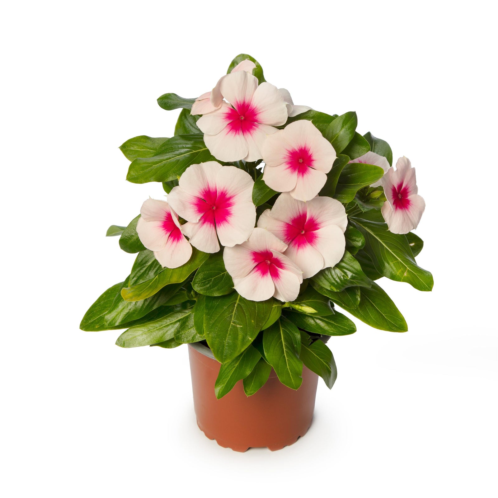 Catharanthus roseus 'Cora Cascade Apricot' ~ Cora® Cascade Apricot Vinca-ServeScape