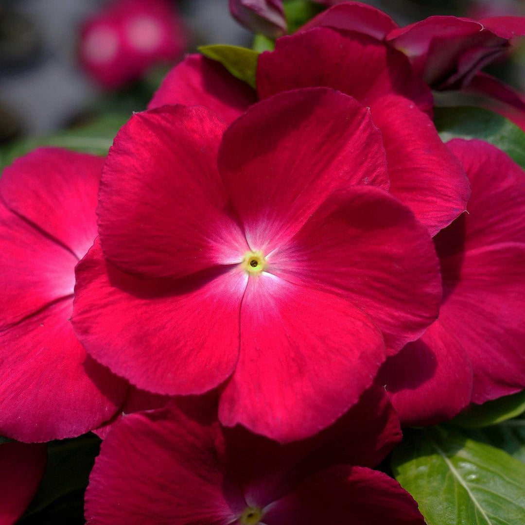 Catharanthus roseus 'Mega Bloom Raspberry ~ Mega Bloom® Raspberry Vinca-ServeScape