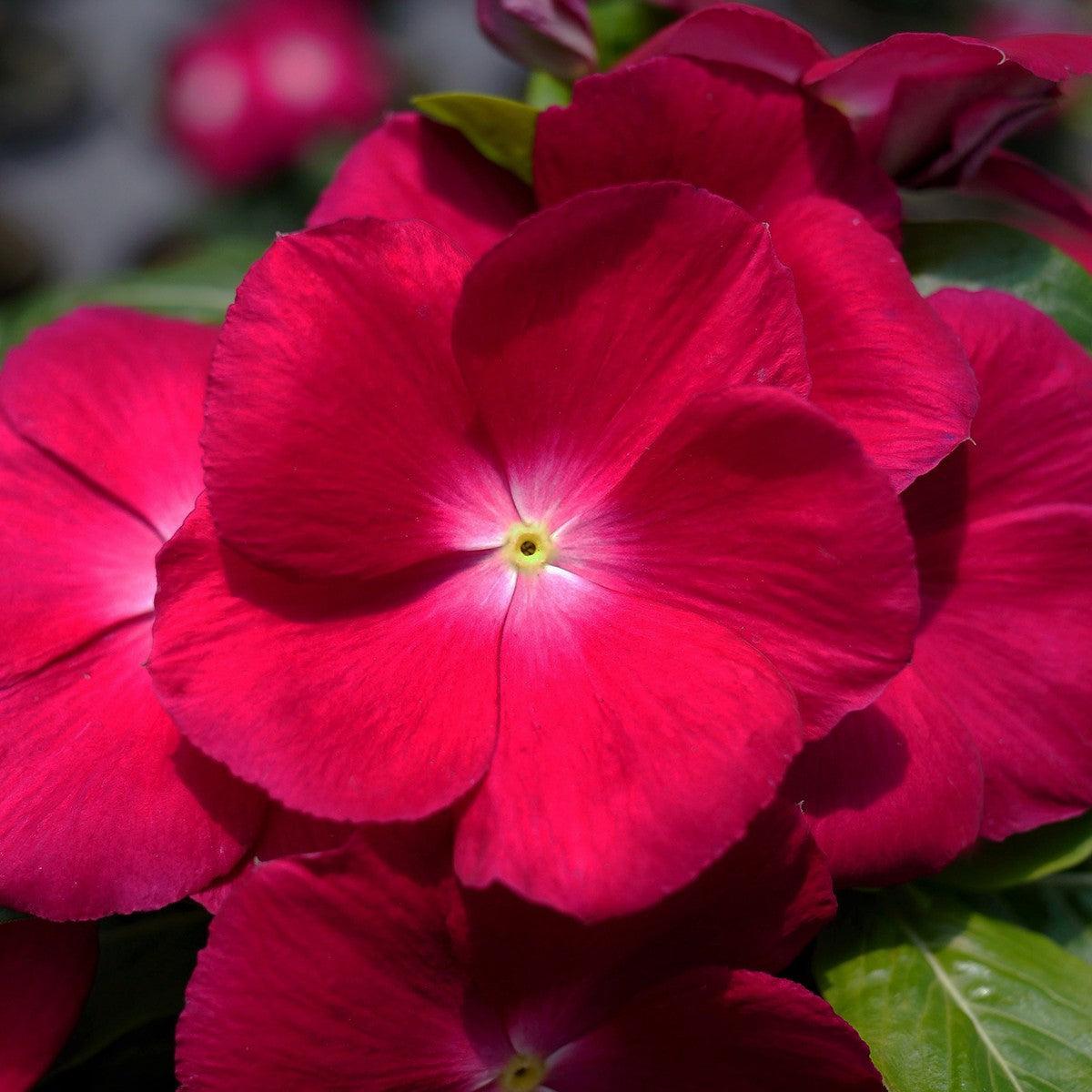 Catharanthus roseus 'Mega Bloom Raspberry ~ Mega Bloom® Raspberry Vinca-ServeScape