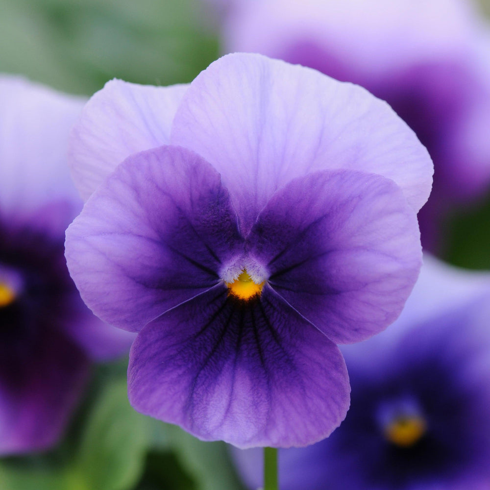 Viola cornuta 'PAS1122565' ~ Sorbet™ XP Beaconsfield Viola-ServeScape