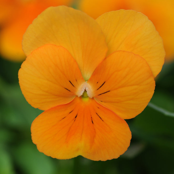 Viola cornuta 'PAS733562' ~ Sorbet™ XP Orange Viola-ServeScape