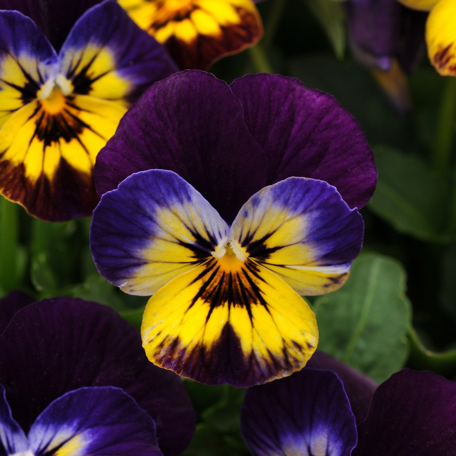 Viola cornuta 'PAS733558' ~ Sorbet™ Midnight Glow Viola-ServeScape