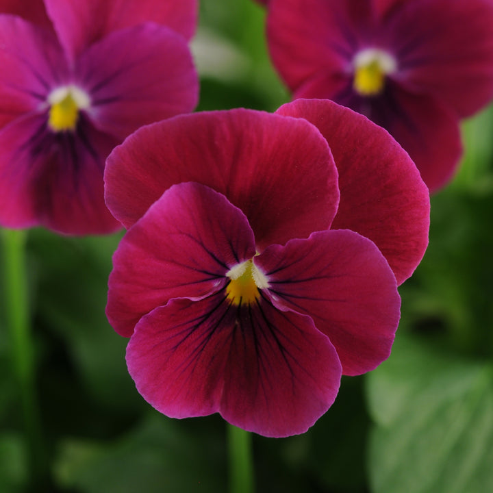 Viola cornuta 'PAS951102' ~ Sorbet™ Carmine Rose Viola-ServeScape