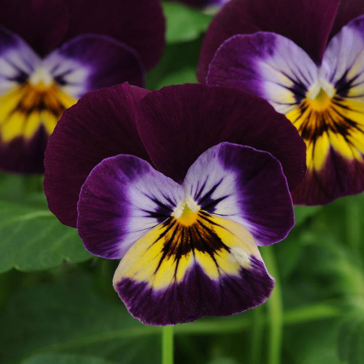 Viola cornuta 'PAS733558' ~ Sorbet™ Midnight Glow Viola-ServeScape