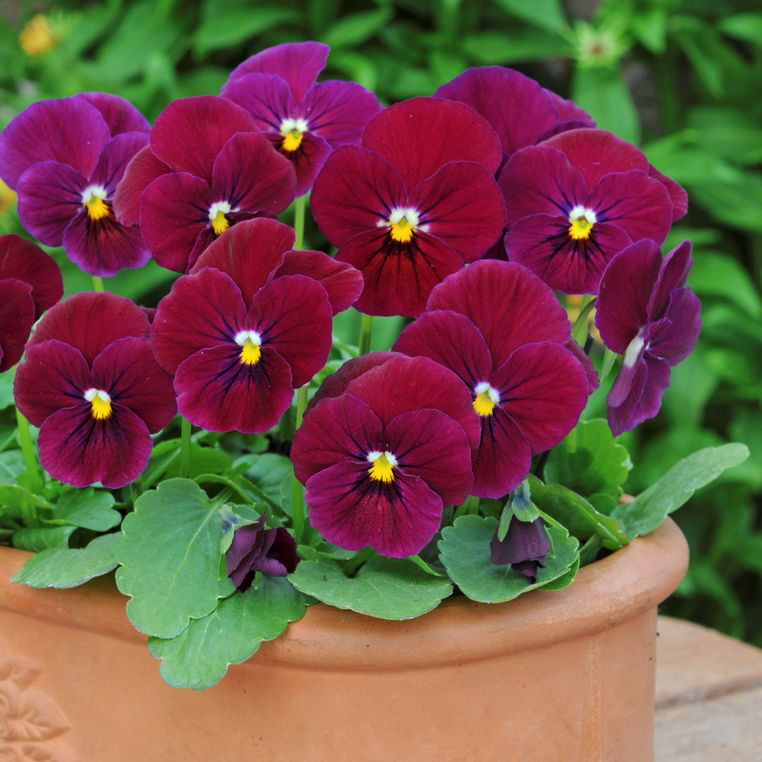 Viola cornuta 'PAS951102' ~ Sorbet™ Carmine Rose Viola-ServeScape