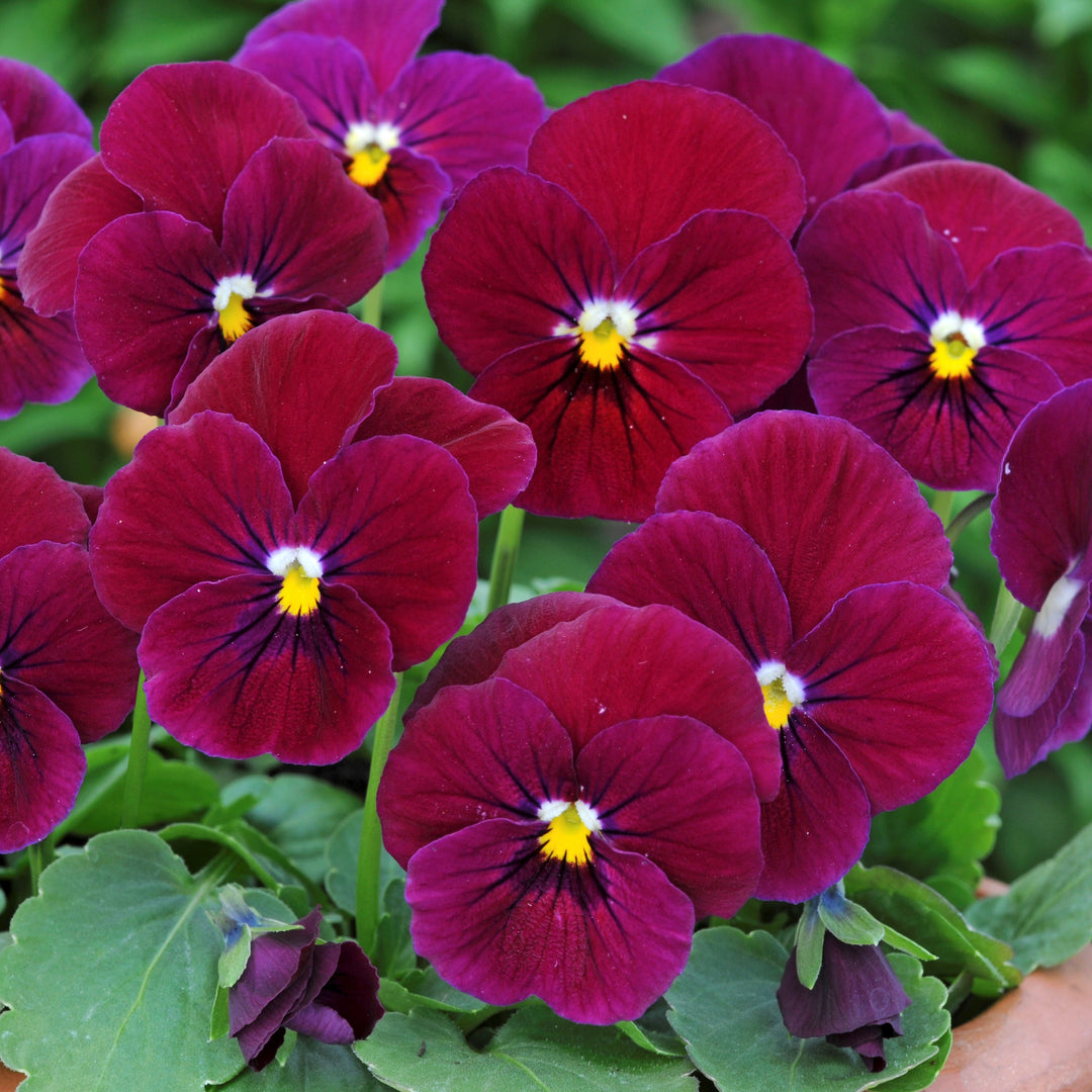 Viola cornuta 'PAS951102' ~ Sorbet™ Carmine Rose Viola-ServeScape