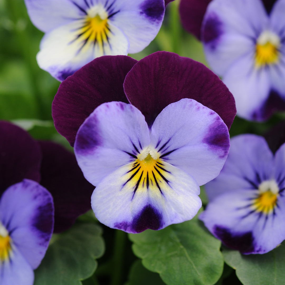 Viola cornuta 'PAS912434' ~ Sorbet™ XP Denim Jump-Up Viola-ServeScape