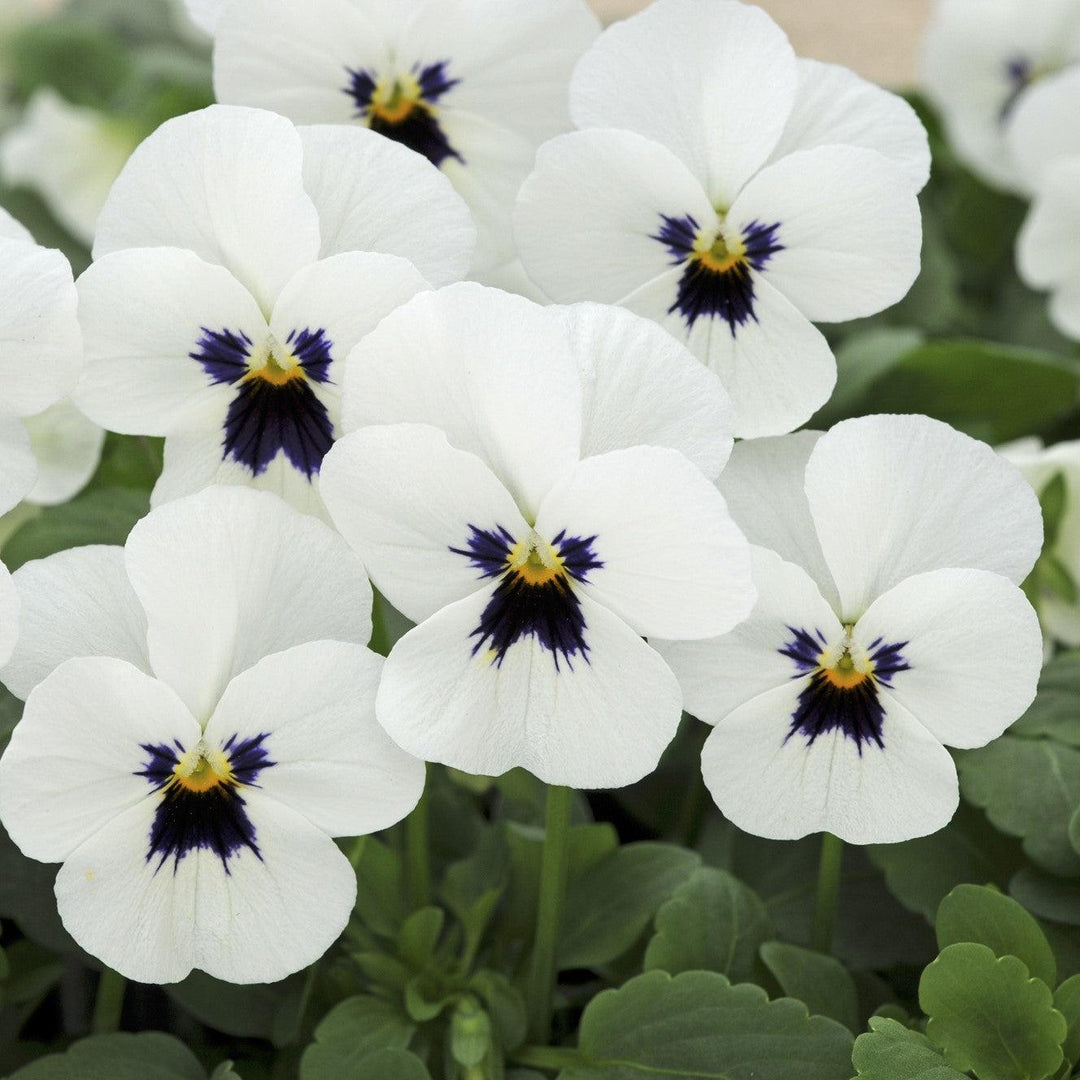 Viola cornuta 'PAS975385' ~ Sorbet™ XP White Blotch Viola-ServeScape