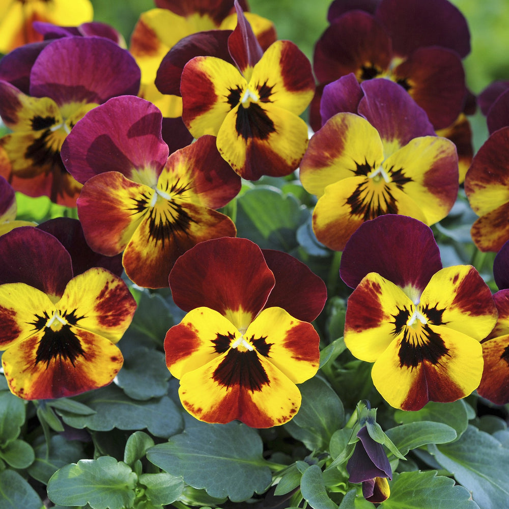 Viola cornuta 'PAS982930' ~ Sorbet® Fire Viola-ServeScape