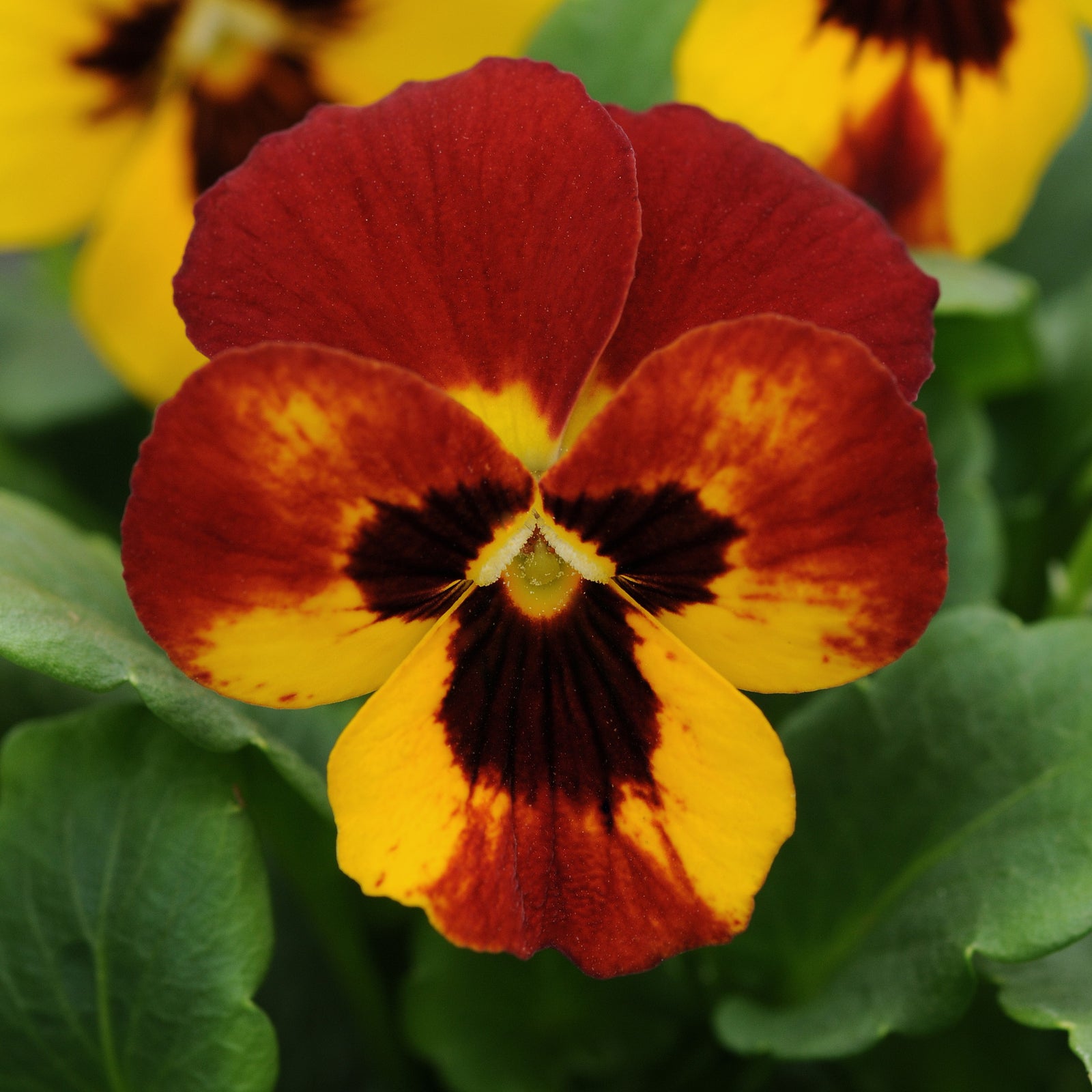 Viola cornuta 'PAS982930' ~ Sorbet® Fire Viola-ServeScape